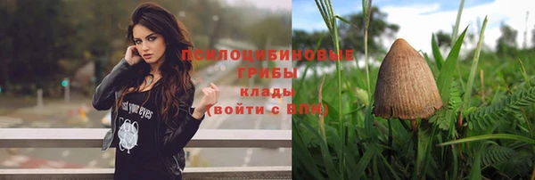 стаф Аркадак