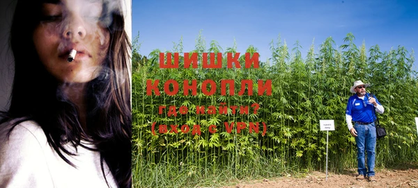 стаф Аркадак